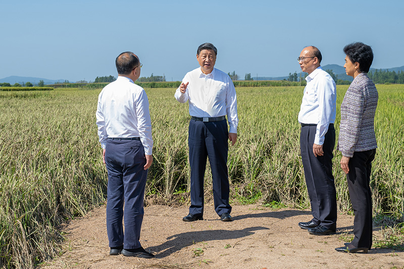 9月6日至8日,中共中央总书记、国家主席、中央军委主席习近平在黑龙江考察。这是7日上午,习近平在遭受洪涝灾害的哈尔滨尚志市老街基乡龙王庙村,察看水稻受灾情况。