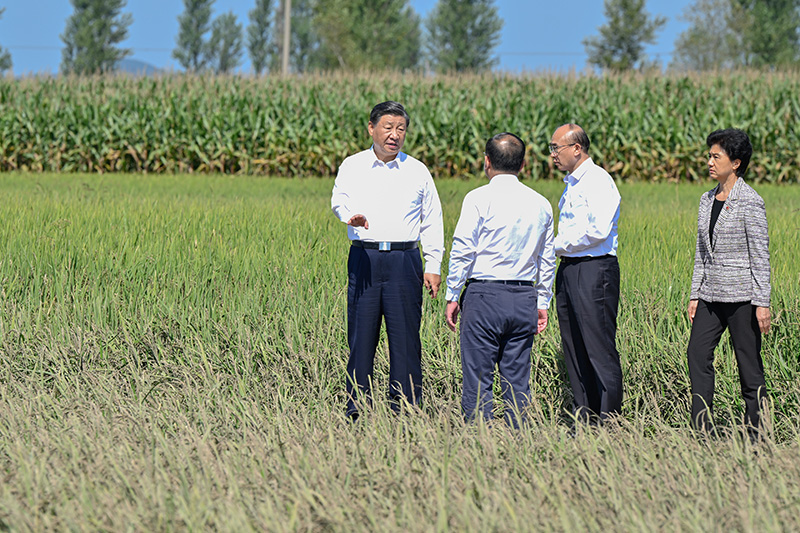 9月6日至8日,中共中央总书记、国家主席、中央军委主席习近平在黑龙江考察。这是7日上午,习近平在遭受洪涝灾害的哈尔滨尚志市老街基乡龙王庙村,察看水稻受灾情况。
